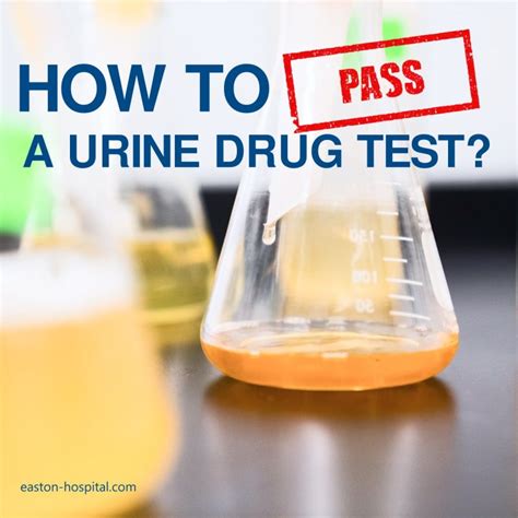 Pass a Urine Drug Test: Everything You Need to Know 